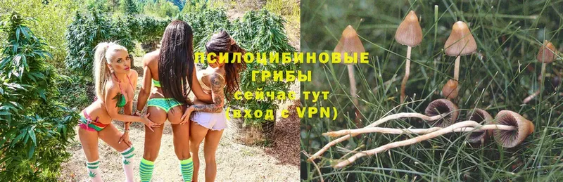 Псилоцибиновые грибы Psilocybine cubensis  Покров 